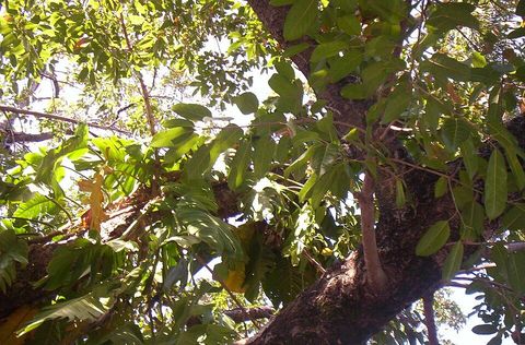White fig leaves in Brisbane's City Botanic Gardens