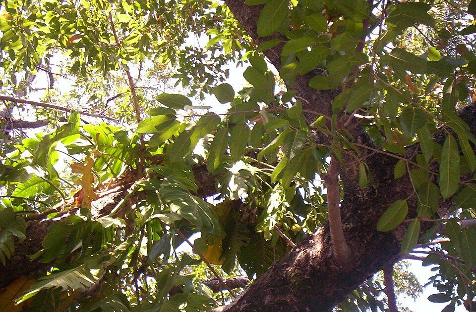 White fig leaves in Brisbane's City Botanic Gardens