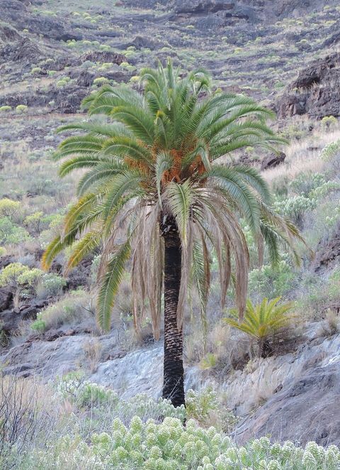 Canary Island date palm, from Wikimedia Commons