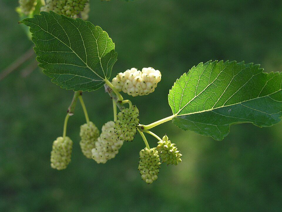 Mulberry tree, from Wikimedia Commons