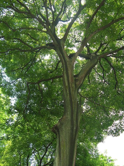 Chinese celtis, from Wikimedia Commons