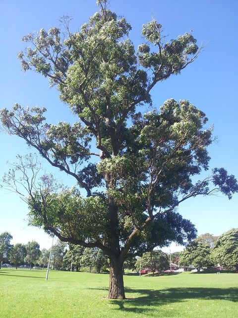 Swamp mahogany, from Wikimedia Commons