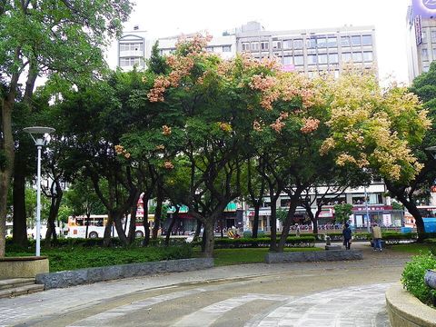 A golden rain tree