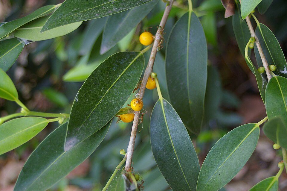 Small-leaved fig leaves and figs up close