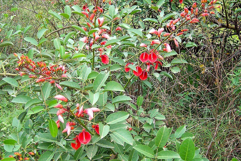 Cockspur coral tree, from Wikimedia Commons