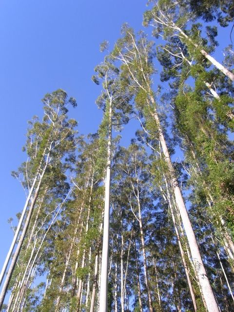 Flooded gum, from Wikimedia Commons