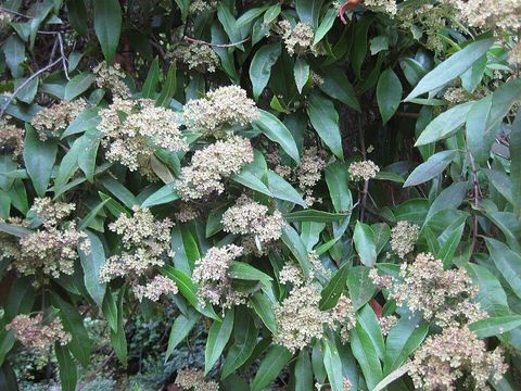 A lemon myrtle tree