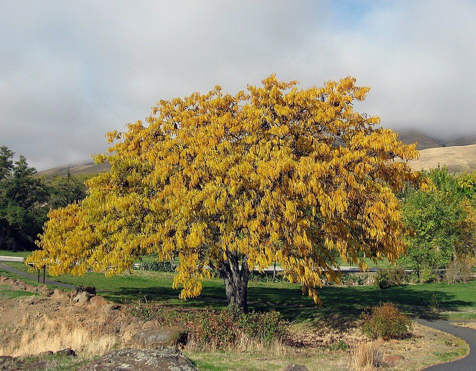 Honey locust, from Wikimedia Commons