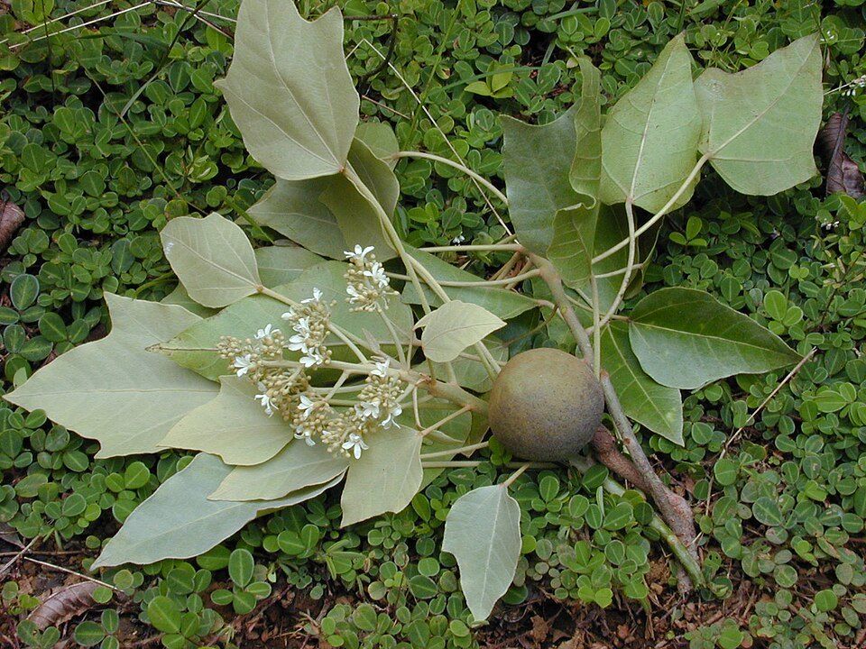 Candlenut, from Wikimedia Commons