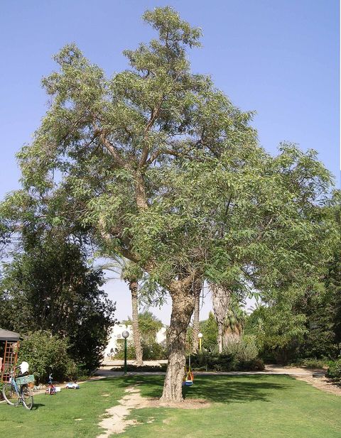 Tipuana, from Wikimedia Commons