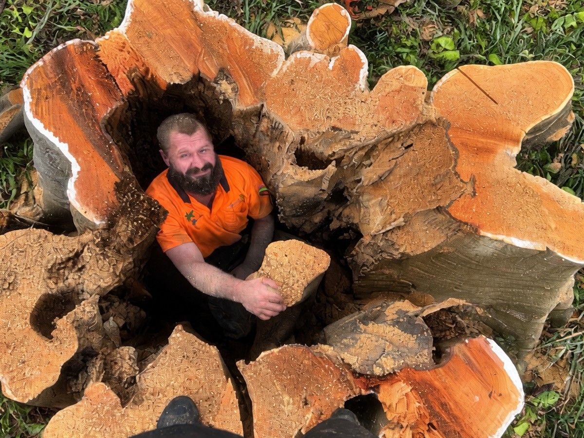 One of our crew standing inside the hollow stump of a big tree