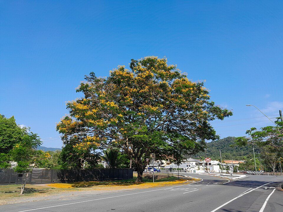 Yellow poinciana, from Wikimedia Commons