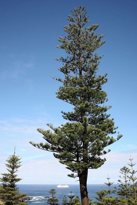 Norfolk Island pine, from Wikimedia Commons