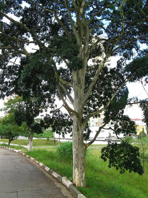 Leopard tree, from Wikimedia Commons