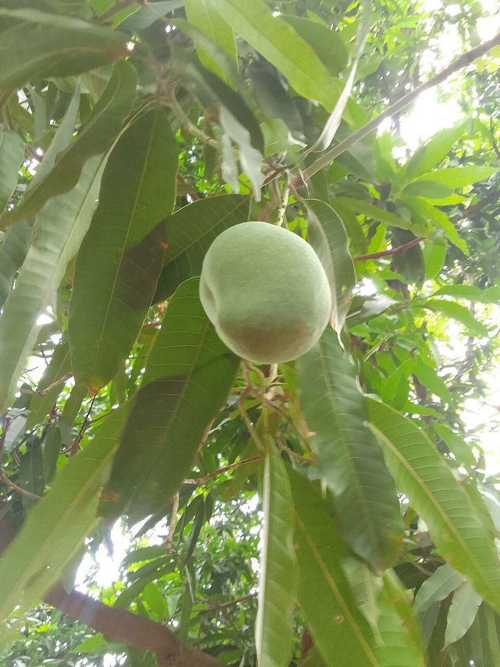 A young mango on the tree