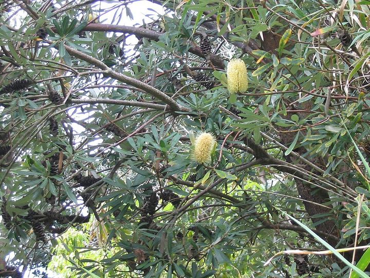 Coast banksia flower spikes