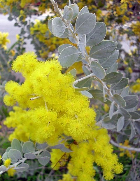 Queensland silver wattle, from Wikimedia Commons