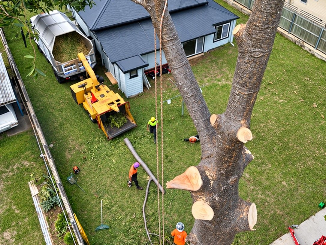 Looking down from high in a tree as it is cut back limb by limb, with our crew and the chipper on the lawn below