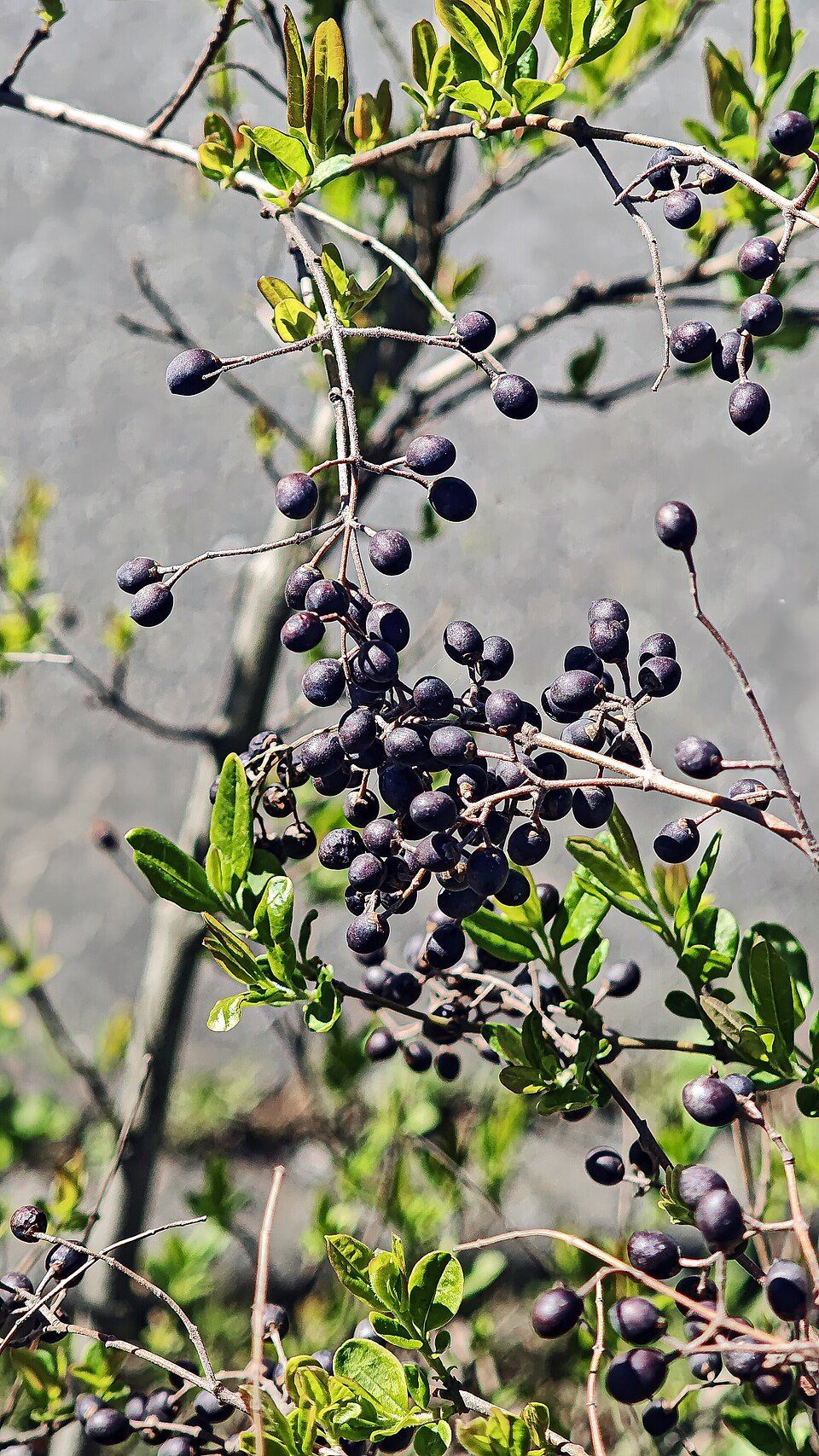 Small-leaved privet, from Wikimedia Commons