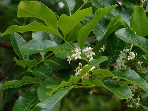 Crow's ash flowers up close