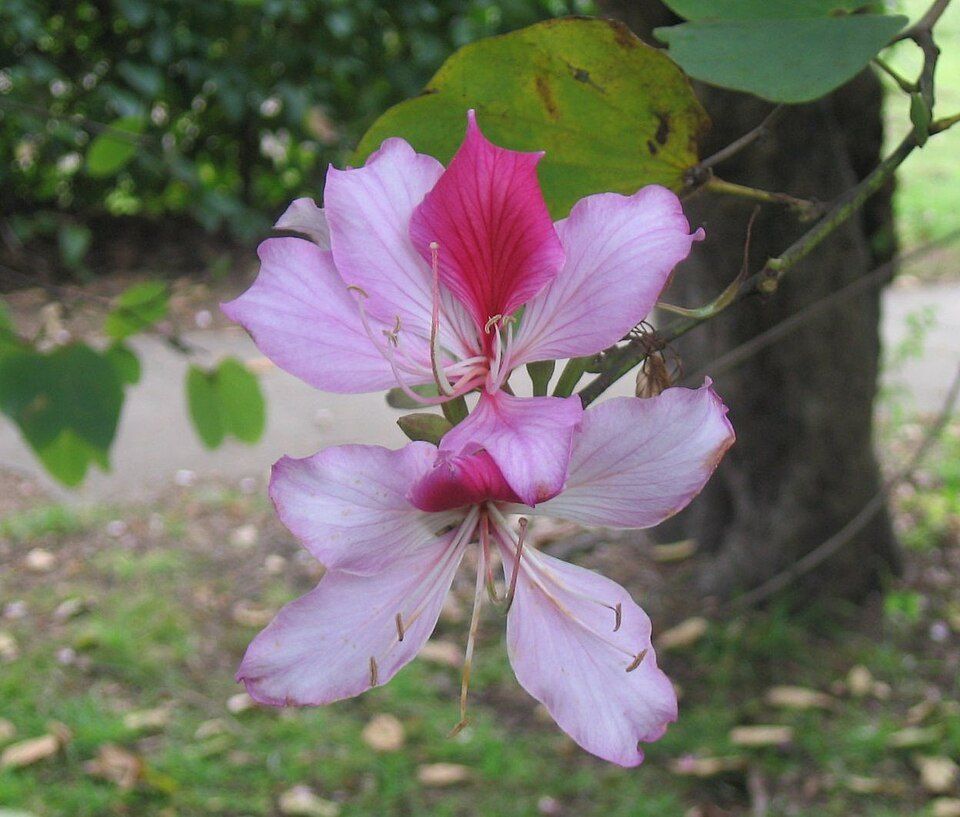 Purple orchid tree, from Wikimedia Commons