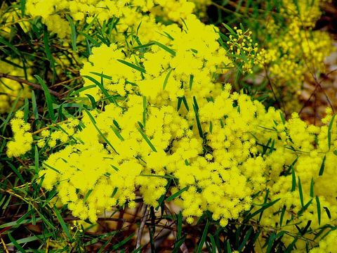 Brisbane wattle, from Wikimedia Commons