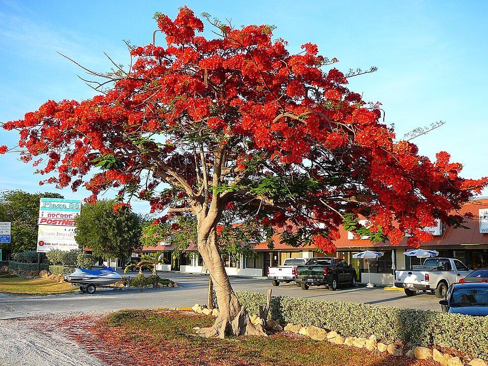 Poinciana, from Wikimedia Commons