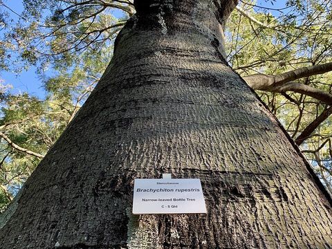 A Queensland bottle tree in Brisbane