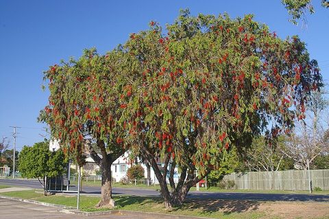 A weeping bottlebrush tree in Queensland