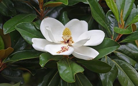 Magnolia 'Little Gem', from Wikimedia Commons