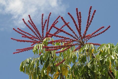 Umbrella tree, from Wikimedia Commons