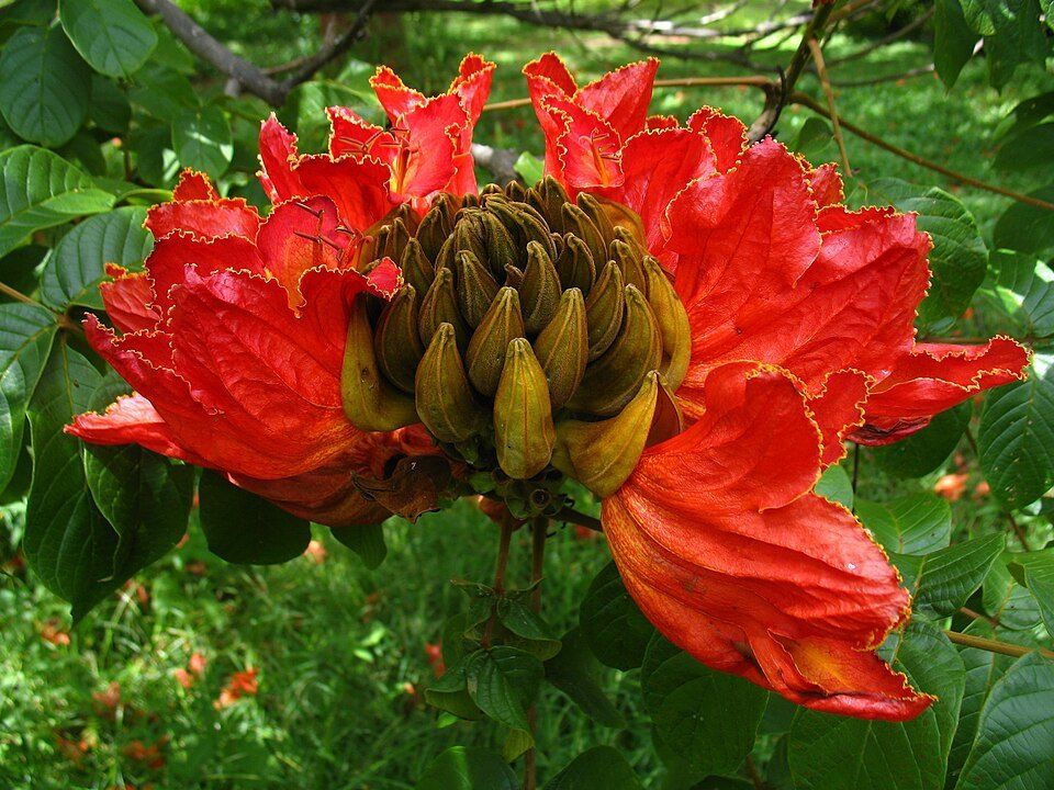 African tulip tree, from Wikimedia Commons