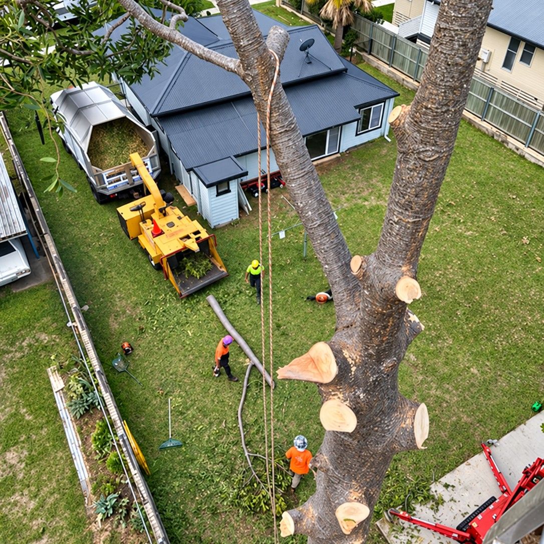Looking down from high in a tree as it is cut back limb by limb, with our crew and the chipper on the lawn below