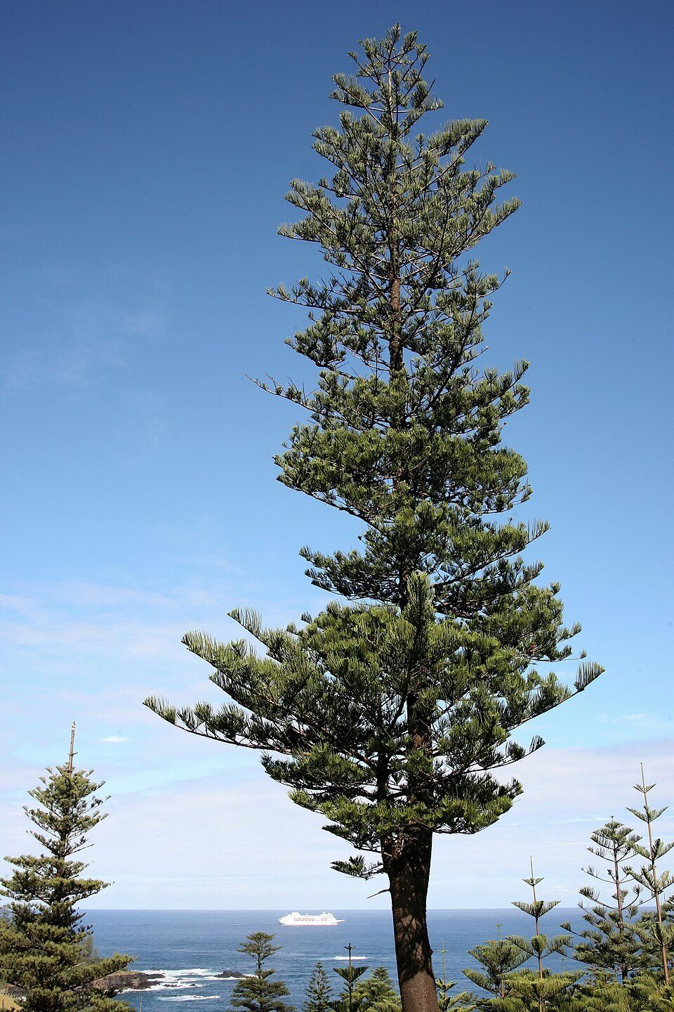 Norfolk Island pine, from Wikimedia Commons