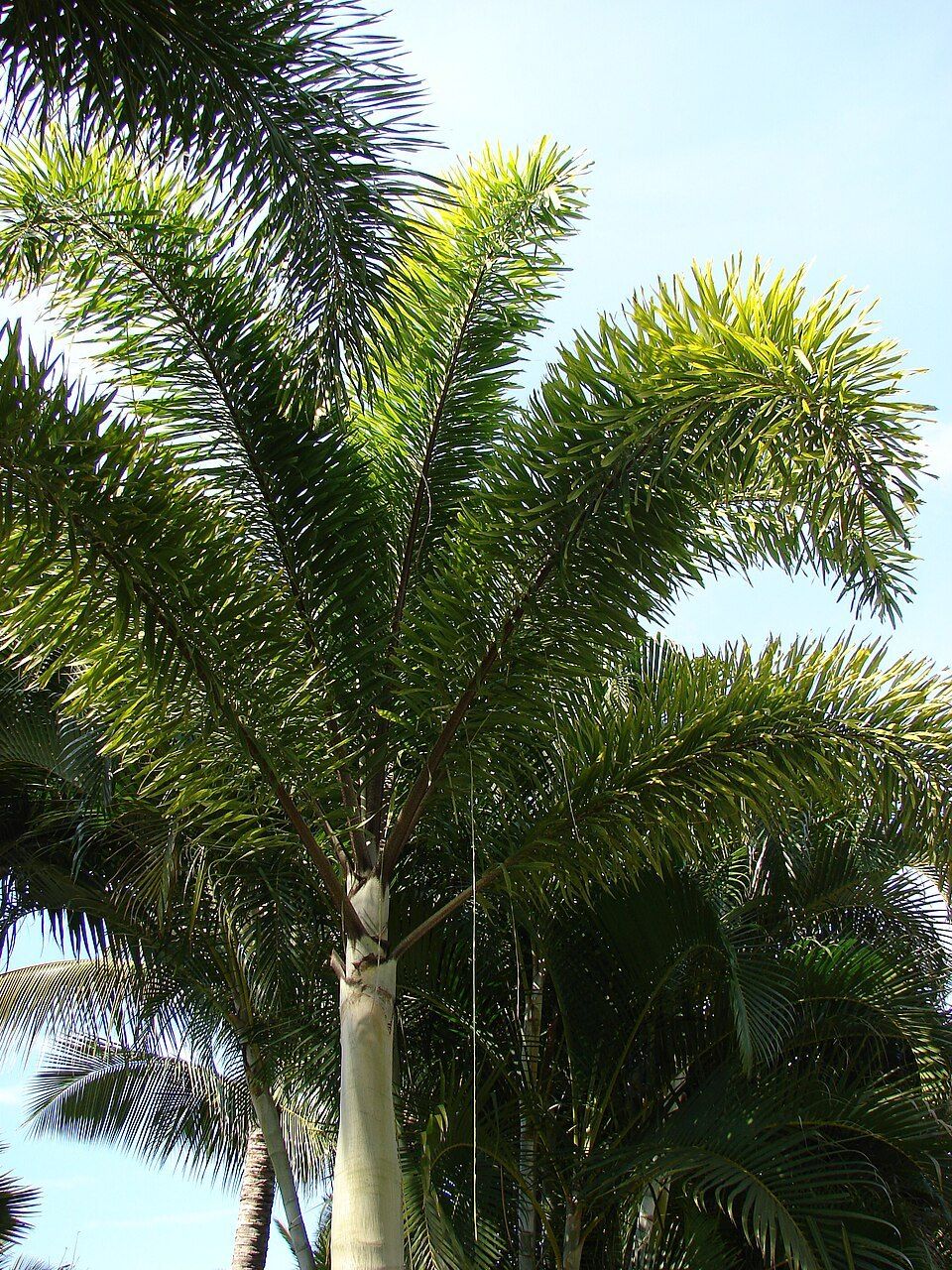 Foxtail palm, from Wikimedia Commons