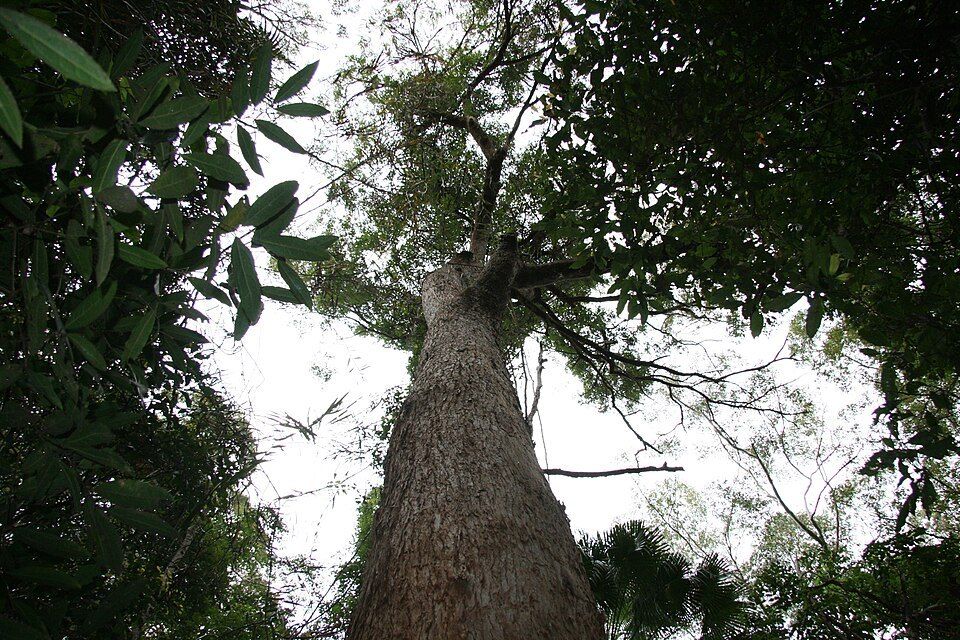 Tallowwood, from Wikimedia Commons