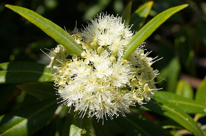 Lemon myrtle flowers up close