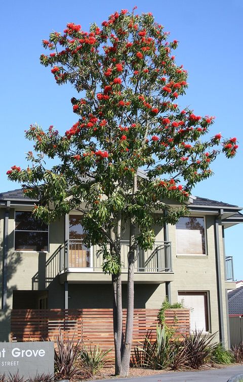 Tree waratah, from Wikimedia Commons