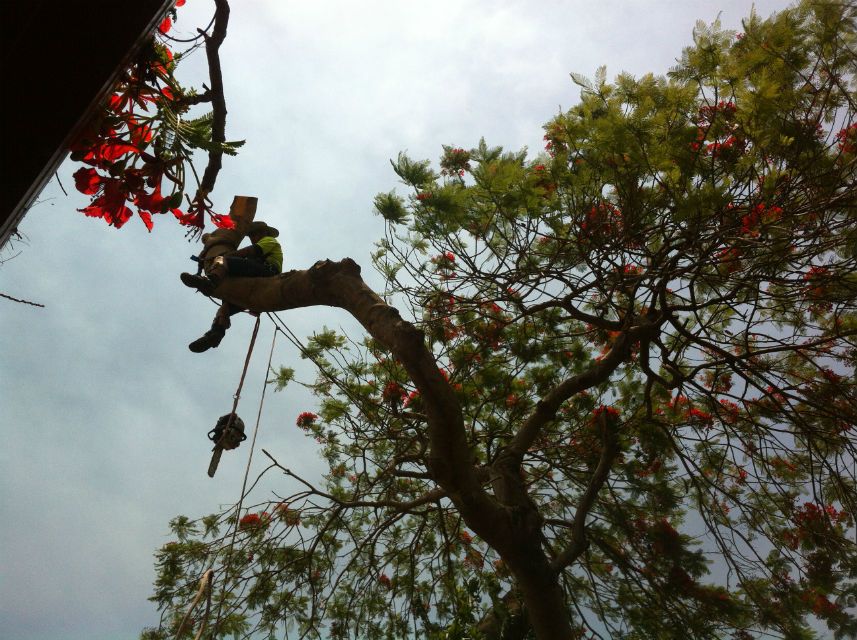 Climber pruning branches of a flowering tree