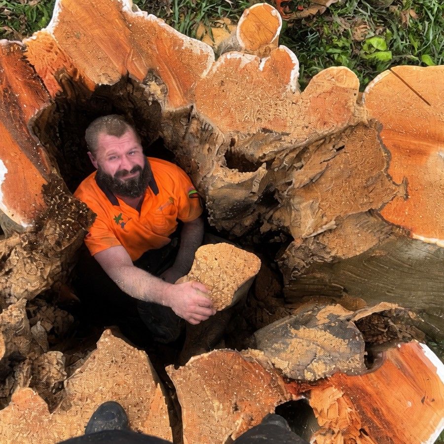 One of our crew standing inside the hollow stump of a big tree