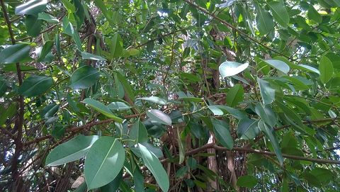 Rubber tree, from Wikimedia Commons
