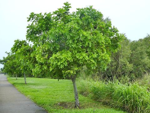 A tuckeroo tree in Queensland