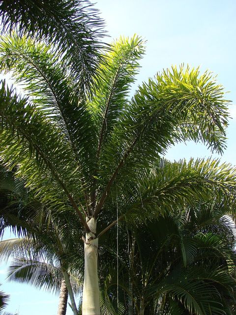 Foxtail palm, from Wikimedia Commons