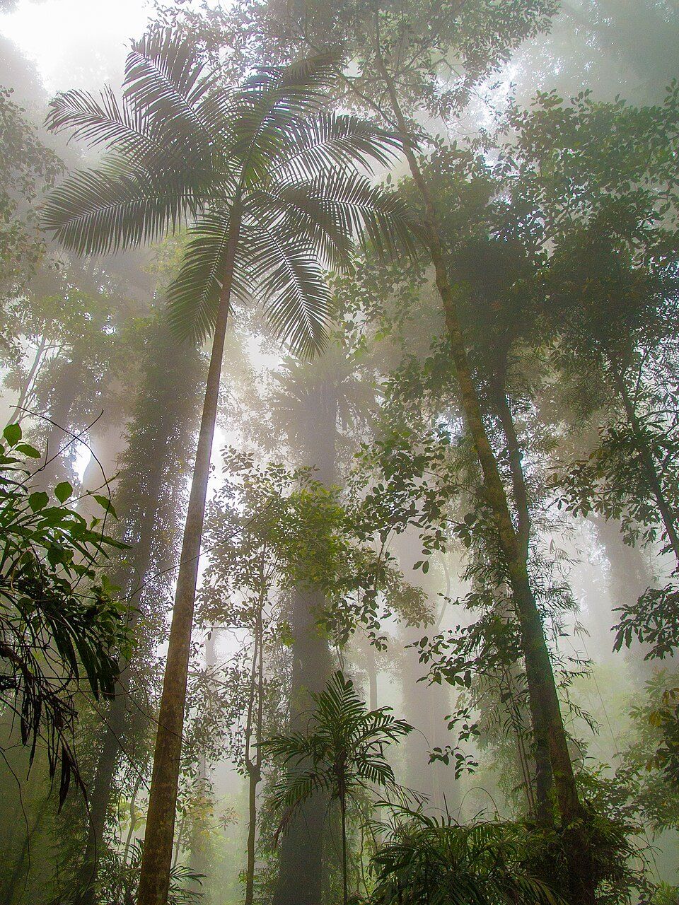 Bangalow palm, from Wikimedia Commons