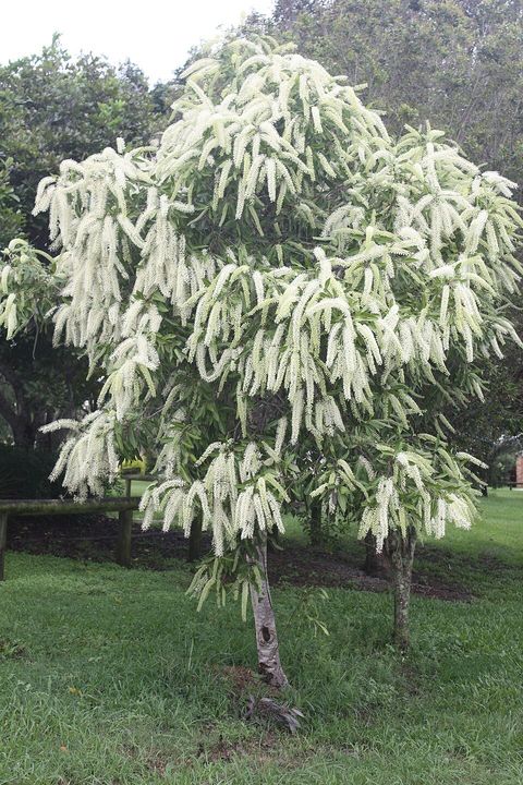 Ivory curl tree, from Wikimedia Commons