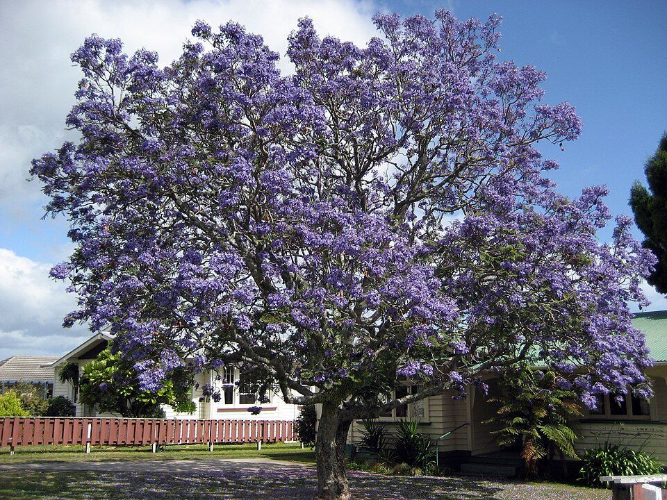 Jacaranda, from Wikimedia Commons