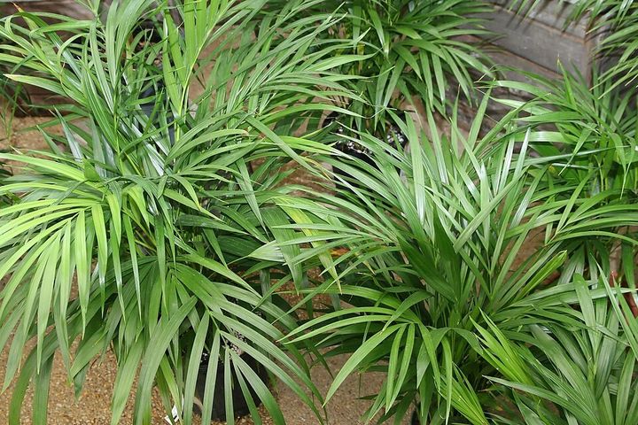 Golden cane palm fronds up close