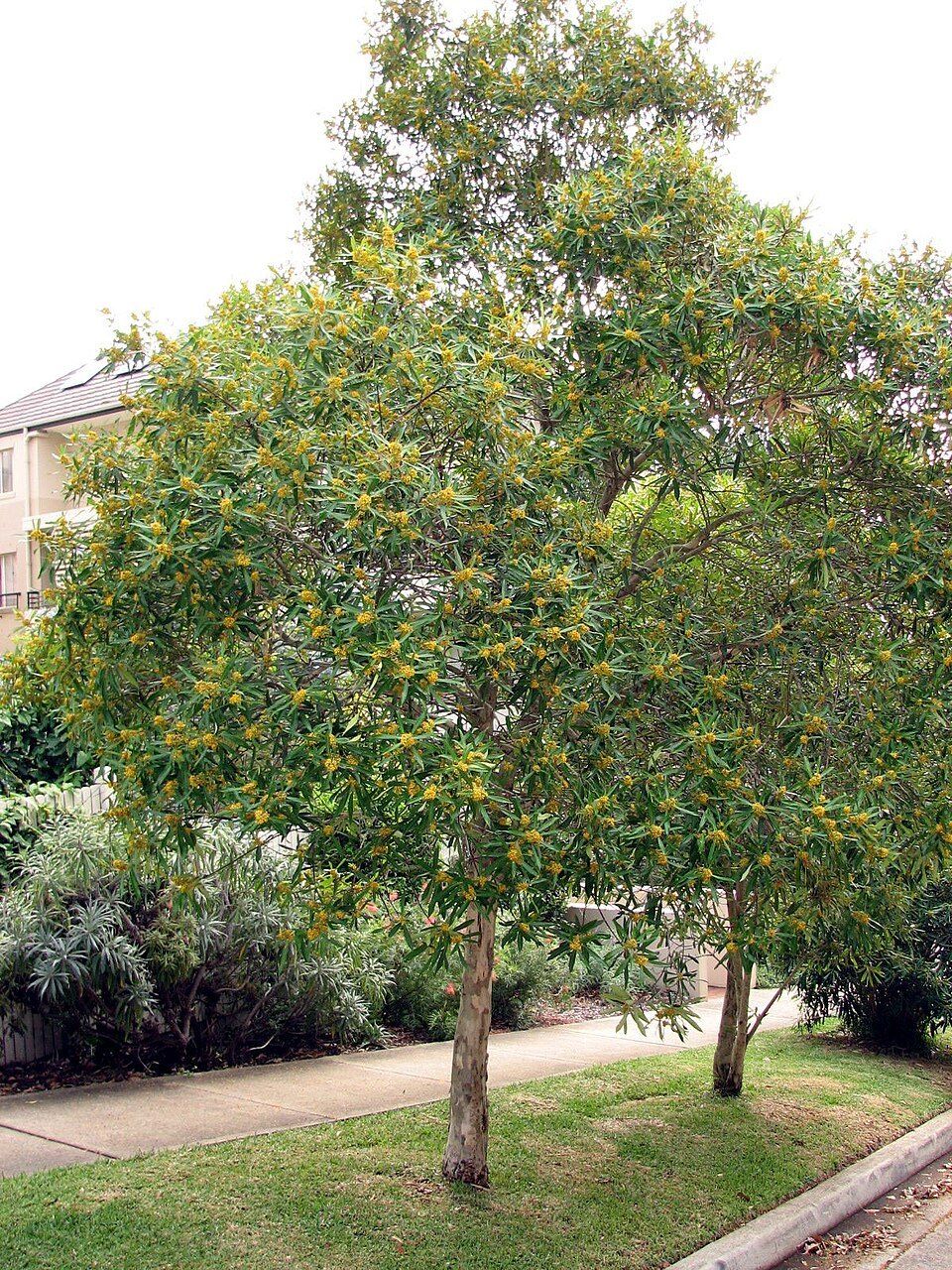 Water gum, from Wikimedia Commons