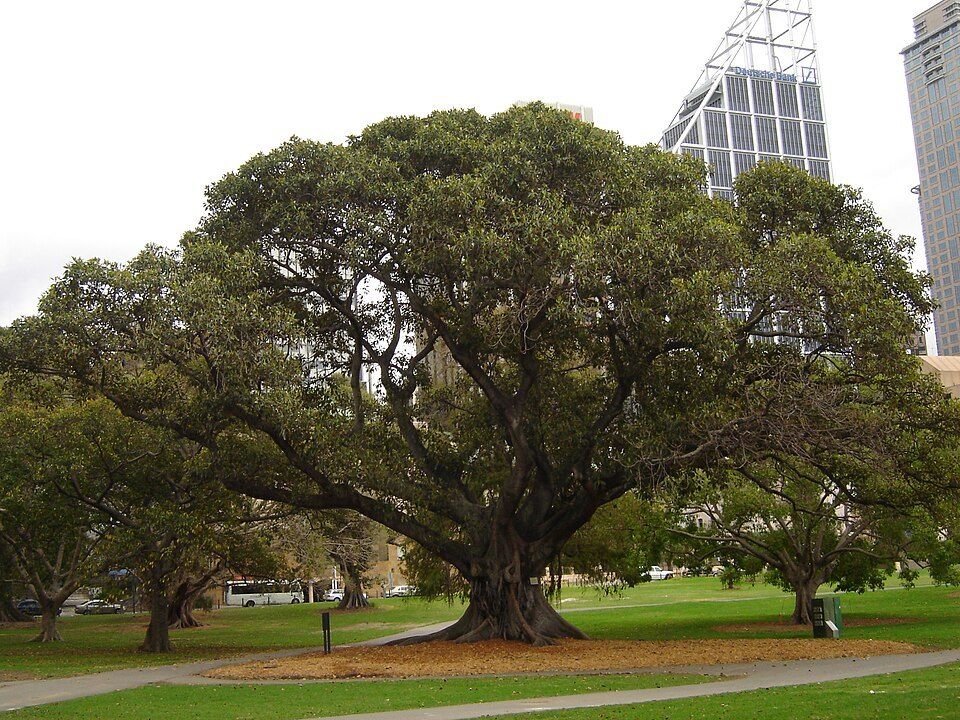 Moreton Bay fig, from Wikimedia Commons