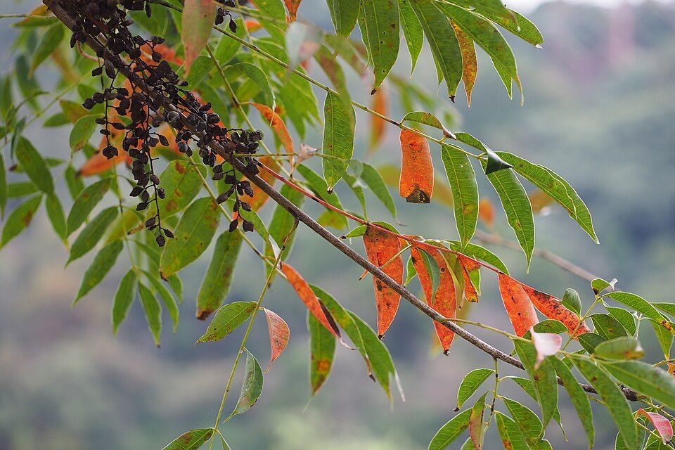 A rhus tree